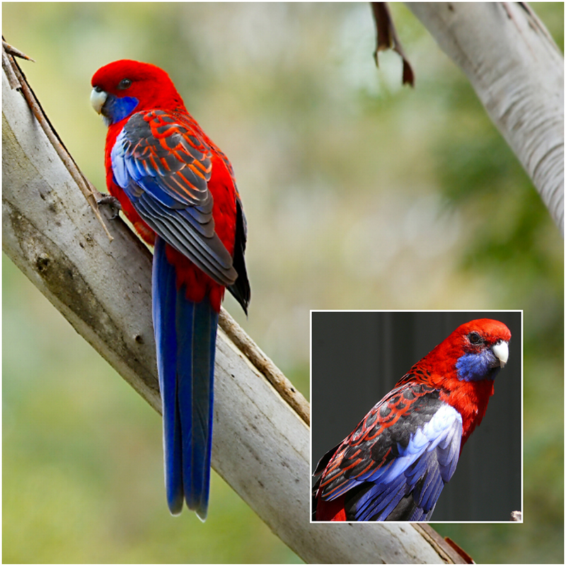 Crimson rosella